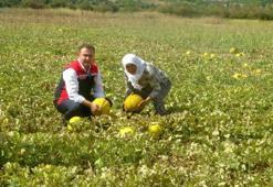 Dünyanın tek inilir yaylasında 'Yayla Kavunu' hasadı başladı!
