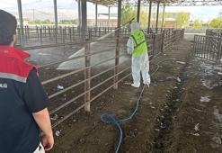 Iğdır'da şap alarmı! Hayvan giriş çıkışları yasaklandı: Hepsi kapatıldı