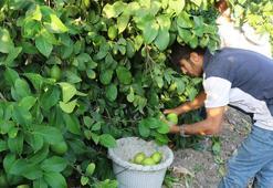 Adana'dan beklenen tarih geldi! Geri sayım başladı, 2 Ekim'de start veriliyor