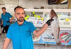 Denizi yok ama 54 ülkeye balık ihracatı yapılıyor! Tonlarca satış yapılıyor