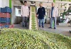 Zeytin sıkım sezonu başladı! Üreticilerin yeni uğrak yeri olacak
