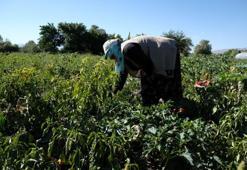 Mezun olur olmaz başladı, hedefine ulaştı! 27 yaşında büyük para kazandı