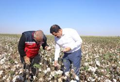 Türkiye'nin bereketli ovasında beyaz altın hasadı! Rekolte yüksek, üretici mutlu