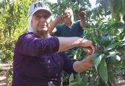 Hatay'da erkenci mandalina hasadı başladı! Samandağlı çiftçi bulduğu yöntemle daha çok kâr ediyor