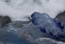 Bursa sahillerinde ürküten görüntü: Denizde bir tane bile kalmadı! Önce Gemlik, şimdi de Mudanya...