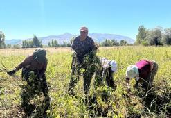 Munzur’un altın tanelerinin hasadı başladı! Yurt dışından talep yağıyor, kilosu 200 TL'ye alıcı buluyor!