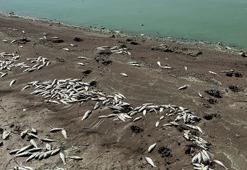 Kahramanmaraş Sır Barajı'nda şok ölüm! Kıyıya vuran binlerce balığın ölüm nedeni araştırılıyor!