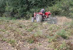 Hasadı 4 günde tamamlanıyor! Kilosu 12,5 TL: Cips fabrikaları kapış kapış alıyor