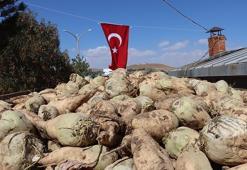 Van'da sezon açıldı: Erciş'te pancar hasadı başladı