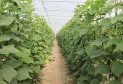Elazığ'da örtü altı üretim başladı! İlk ürünler toplandı! Rekolte beklentisi tavan yaptı