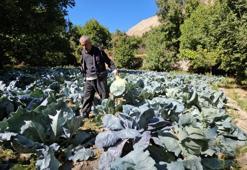 Sonbahar geldi onun mevsimi başladı! Kilo ile değil, tane ile satılıyor: 50 liraya da var 200 liraya da