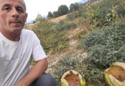 Hasada gitti, gördükleri şok etti! Tarladaki manzaranın sebebi şaşırttı