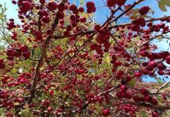 Sadece Konya’da yetişiyor! Şifası dağlardan geliyor