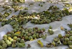 Ünü dünyaya dalga dalga yayıldı! Bitlis'in tescilli lezzetinde hasat başladı, kilosu 600 TL