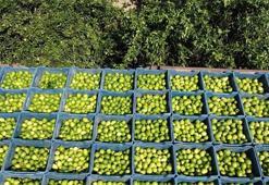 Adana limonunda kara kış etkisi! Fiyatlar uçuşa geçti, bahçede kilosu 35 TL