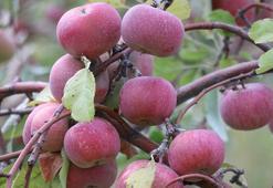 Meyvenin parayla satılmadığı tek bahçe! Hasat 10 gün sürüyor, gelen bedava yiyor