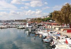 Marmara'da istavrit bereketi: Tezgâhlar doldu, Tekirdağlı balıkçıların yüzü gülüyor