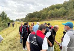 Çeltikte yeni dönem! Damlama sulama ile verim artışı hedefleniyor