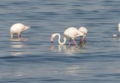 Onlar Van Gölü'nün misafirleri! Flamingoların yeni durağı burası oldu