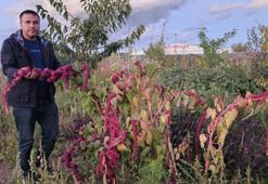 Doğu'nun soğuğunda denedi! Sıcak iklim meyveleri yetiştirdi