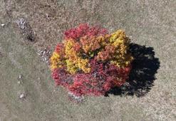 Karadeniz'e sonbahar ilk önce bu ilçeye geldi! Yapraklar sarardı görsel şölen göz kamaştırdı