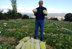 Kütahya'da sadece hayvan gübresiyle yetişiyor! Hasadı başladı, kilosu 30 liradan satılıyor