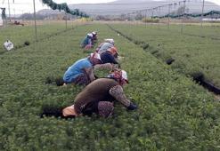 Eskişehir'den Türkiye'nin dört bir yanına nefes oluyorlar! Orman yangınlarından sonra üretim kapasitesi artırıldı