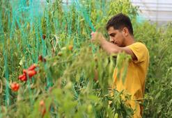 Şanlıurfalı genç girişimci akrabalarını dinledi kendi işini kurdu! Devlet desteğiyle yılda iki ürün yetiştiriyor