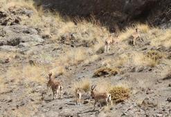 Erzurum Oltu'da büyüleyici görüntü: Dağ keçileri sürü halinde objektiflere takıldı