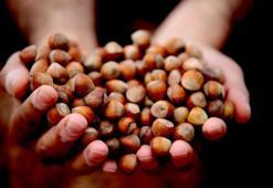 Giresun fındığı zirvede! Kilosu ilk kez bu fiyatı gördü