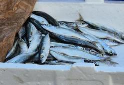 Tekirdağlılar sardalyaya koşuyor! Kilosu 150 liradan satılıyor!