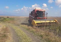 Balıkesir'de hasat tamamlandı! Rekor verim yüz güldürdü