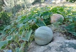 Zirai don bu mahsule etki etmedi, yüksek verimi var! Kilogram fiyatı 15 lira oldu