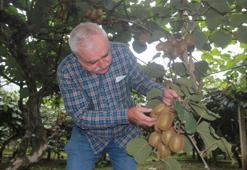 Türkiye'nin tropikal meyvesinde rekolte yarıya düştü! Fiyatlarda yüzde 150'lik artış bekleniyor