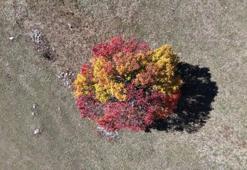 Sonbahar Karadeniz'de ilk buraya uğruyor! Her yer sarı ve kızıla büründü