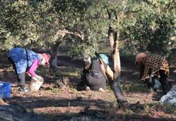 Zeytin hasadı dua ve hayır yemekleriyle başladı