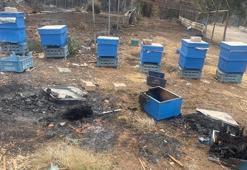 Bursalı arıcılara büyük destek! Başvurular başladı: Yüzde 75 hibe...