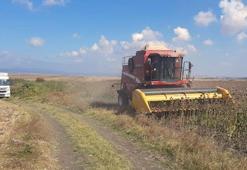 Bandırma'da dev ayçiçeği hasadı tamamlandı: 5 dekar alanda verim rekoru kırıldı!