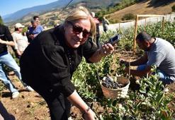 Balıkesir Sındırgı'da süper meyve hasadı başladı: Devlet desteğiyle üretim alanı hızla yayılıyor!