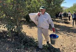 Isparta'nın meşhur ürününde hasat bereketle devam ediyor! 800 ton rekolte bekleniyor