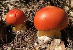 Her kuşun eti yenmez atasözünün karşılığı! Mantar sezonu başladı, bilmeyenin canına mal oluyor