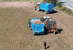Erzincan'da hasat başladı! Çiftçi zor durumda: Pancar fiyatı beklentinin altında kaldı