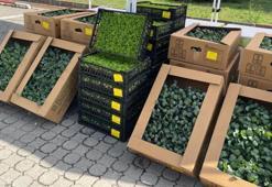 Bartın’da çiftçiye dev destek! 300 bin fide dağıtıldı