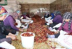 Tarlalar kırmızıya boyandı! Sabahın ilk ışıklarıyla başlıyorlar, kuruttuktan sonra satıyorlar