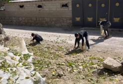Sadece Bitlis'te yetişiyor! Hasat sokakta başladı, Avrupa ülkeleri sıraya girdi, kilosu 600 lira