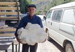Konya'da köyde buldu! Taş sandı, yaklaşınca donup kaldı: İlk kez görüyorum, tam 19 kilo