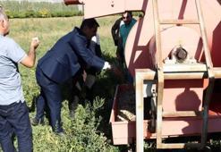 Deneme alanlarında ilk hasat yapıldı! Bu sezon verim tavan yaptı