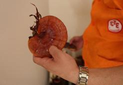 Adana'da hükümlüler, kilogramı 15 Bin TL olan 'Kırmızı Reishi' mantarı yetiştirdi! Ekonomiye katkı sağlayacak