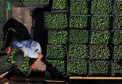 Yeşil altın Bodrum’dan Türkiye’ye yayılıyor! Üreticiye erken hasat desteği