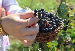 Bu meyve para basıyor! 4 yıl önce deneme amaçlı ekildi! Süper meyve aronya yüzleri güldürdü